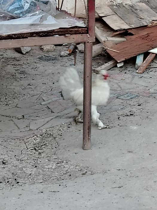 Xoroz arzon va chiroyli