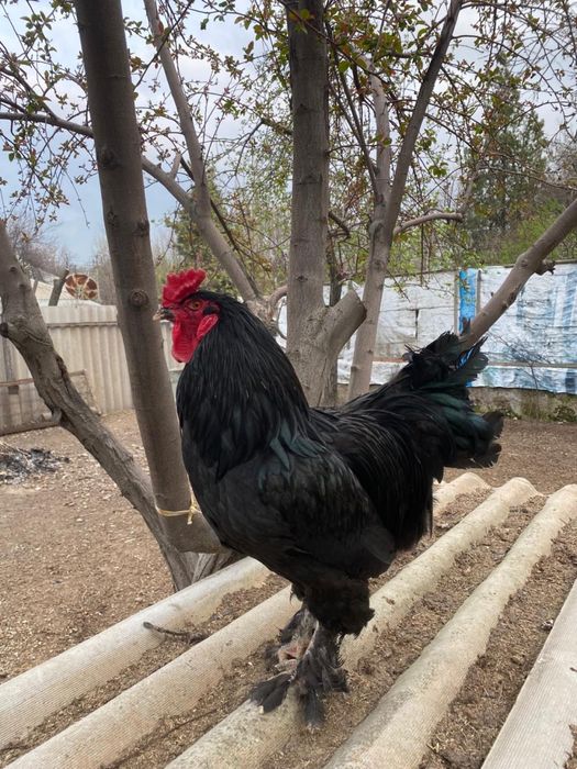 Кораздар сатылады