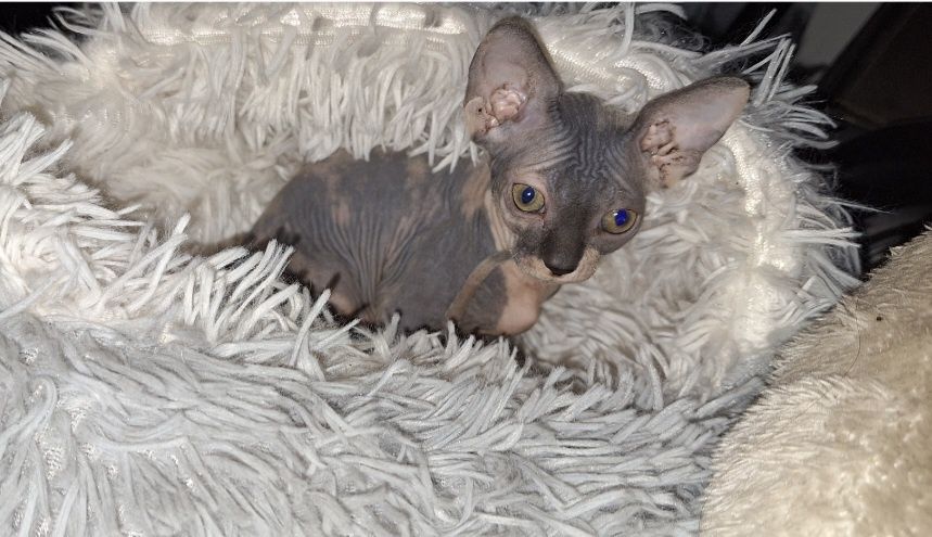 Девочки Канадские Сфинксы.