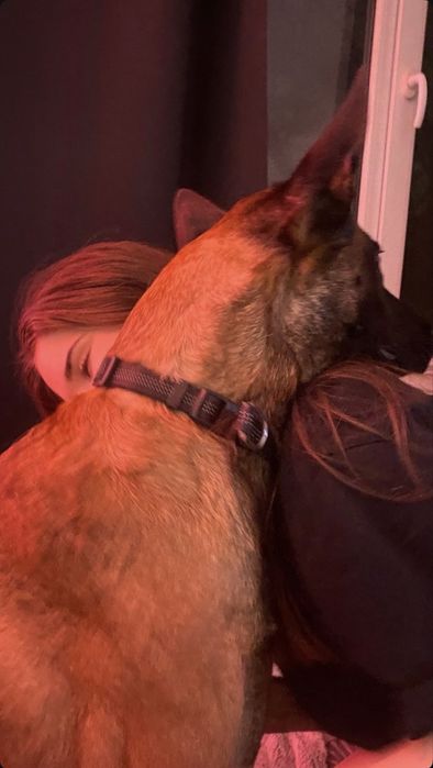 Pet sitter (CAZARE) | Experiență reală + recomandări | Grijă reală, fără stres