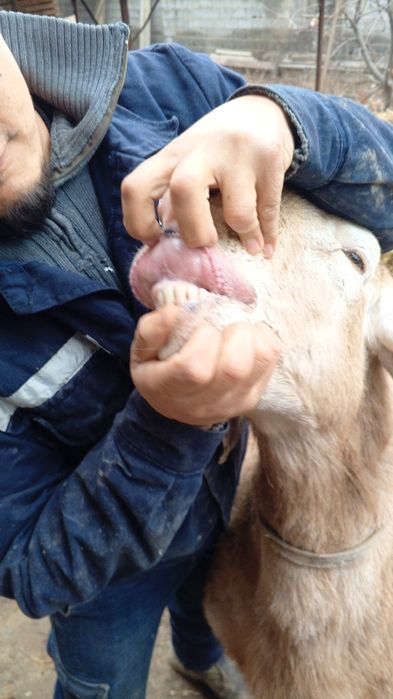 Avgon qoʻchqor sotiladi