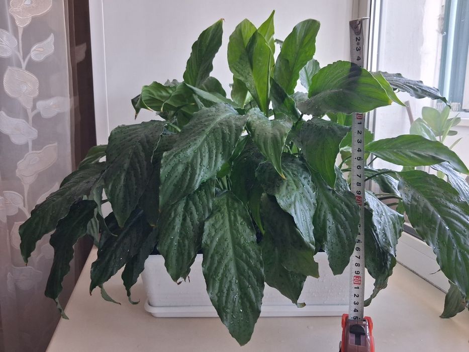 Продам Женское счастье