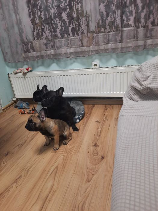 Две малки ,сладки френски булдочета