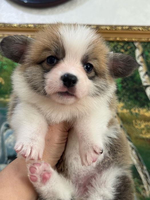 Шикарные щенки вельш корги