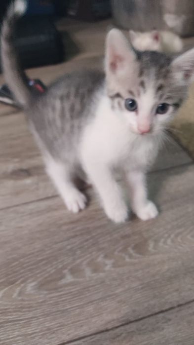 Отдам умных домашних котят