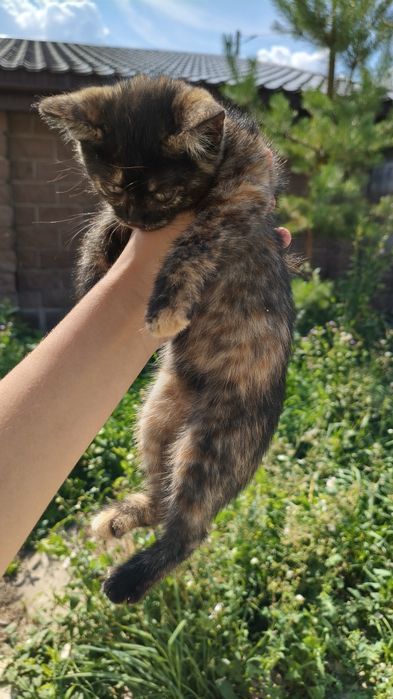 британские котята
