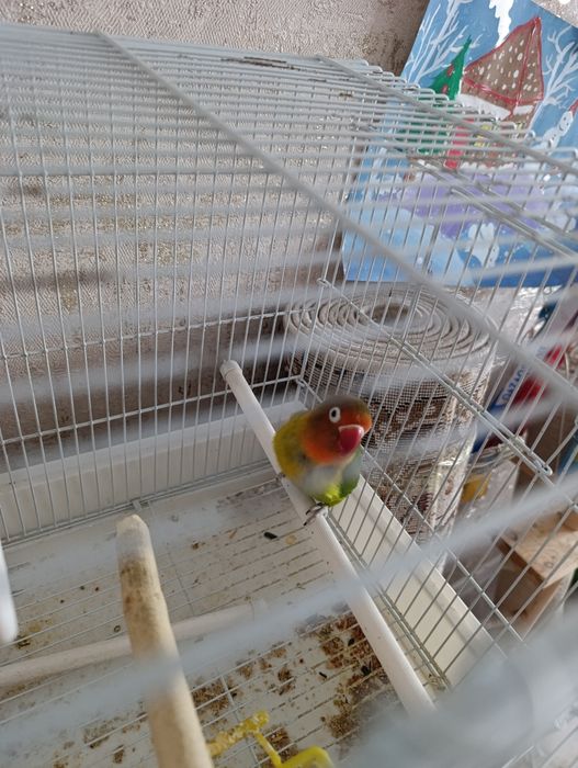 Попугай Корела инеразлучник