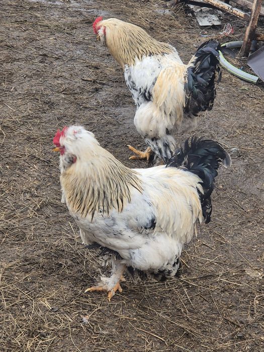 Cocoși  tineri 2025