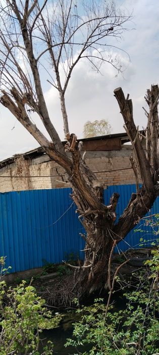 Бесплатно деревья