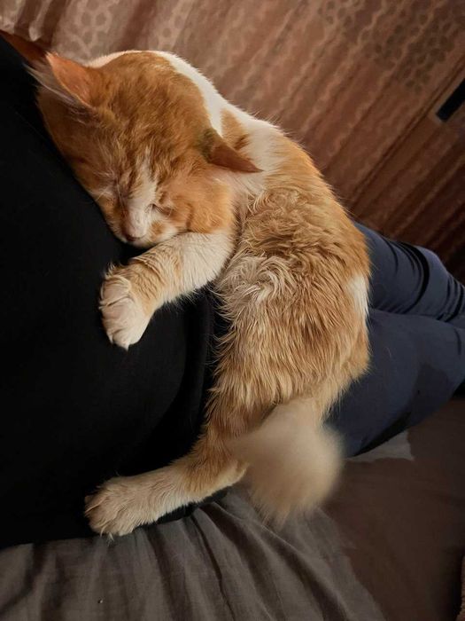 Котка в добро състояние търси дом