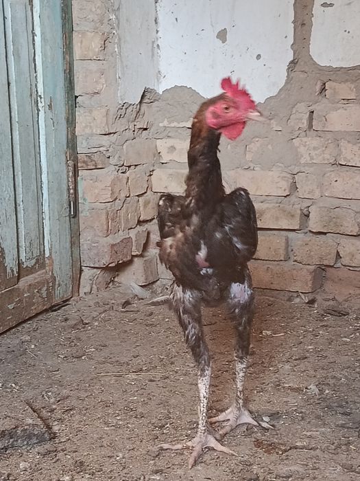 Шолпан дакан сатылады