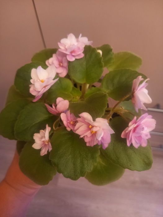 Продам мини фиалки