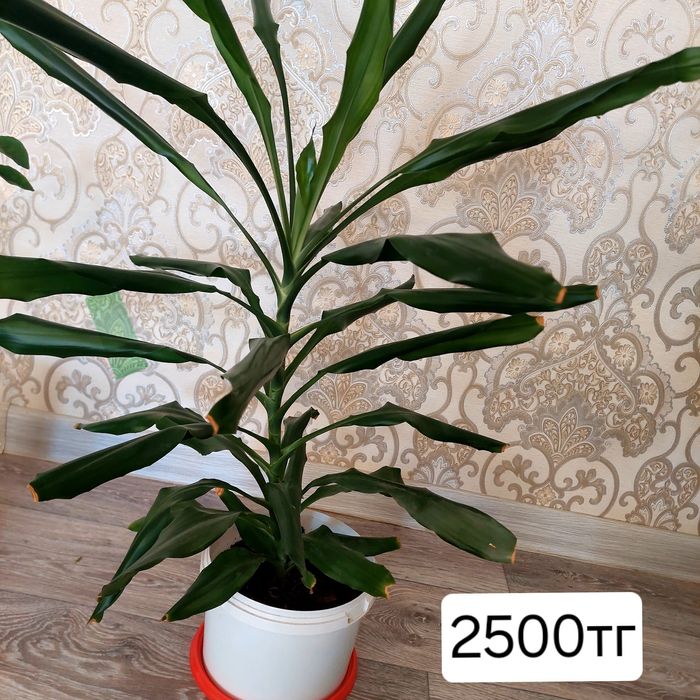 Гулдер сатылады  бөлме гулдері