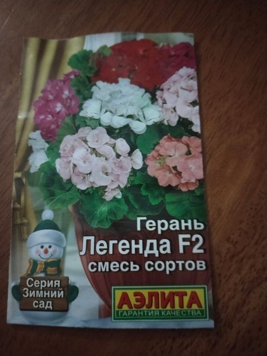 Укоренившийся черенок Герани