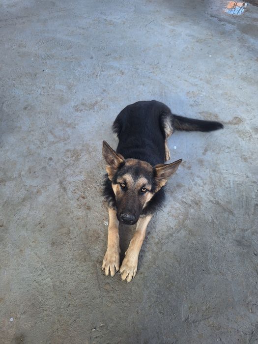 Продам овчарку 6 месяцев