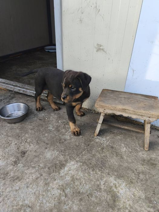 Ротвайлер -мъжко бебе