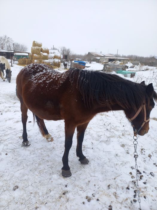 Продам кобылу жерёбая.