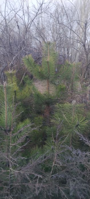 Qirimiski sasna sotiladii