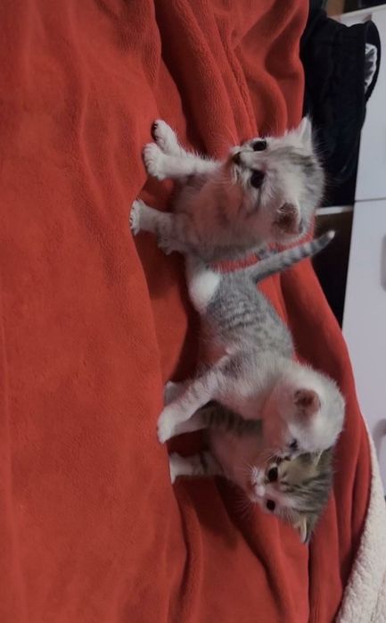 Кошка кот  мысық