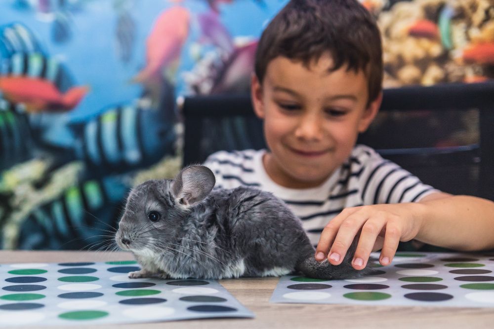 Chinchilla bej / blue diamond / standard/ mozaic / violet