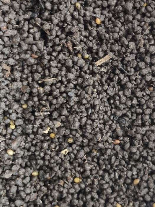 Коконы червя дендробена.