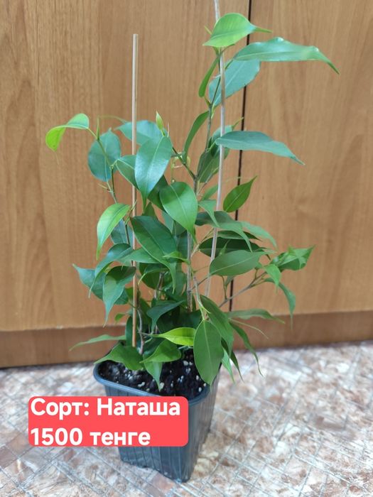 Фикусы Бенджамина