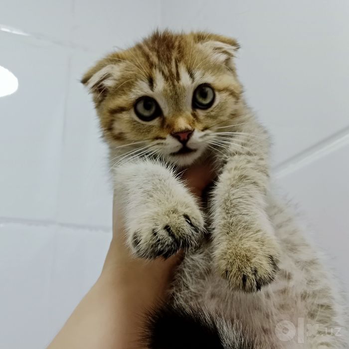 Девочка табби тигрёнок