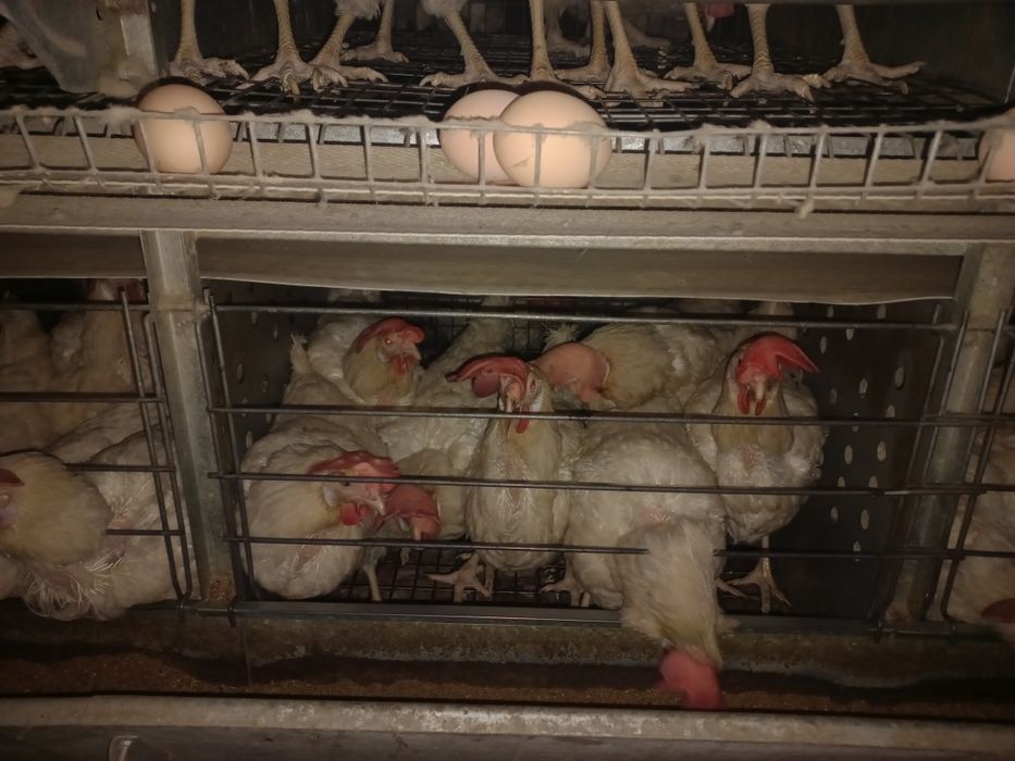 Куры несушки. Карал