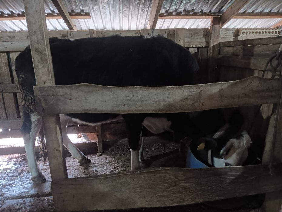 Сауын сиыр чернопёстрый.