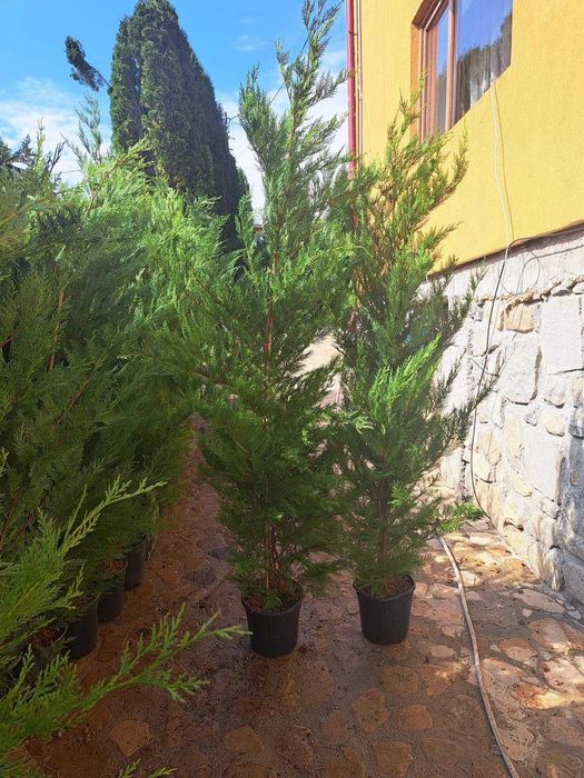 Tuia leylandi chiparos, smarald, spirală, mesteacăn, tei, platan