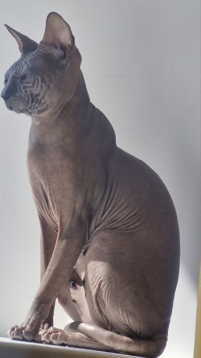 Донской сфинкс  для  вязки