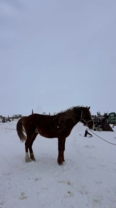 7-ми годовалый Жеребец