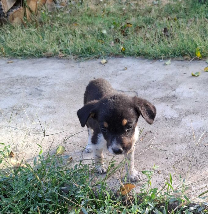 Малки кучета за осиновяванеAdopt a puppy!!