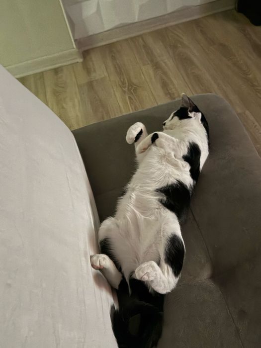 Котик в добрые руки