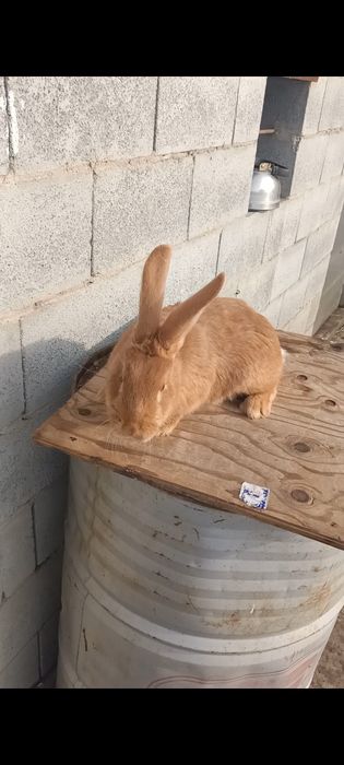 Продам кроликов, кролчат