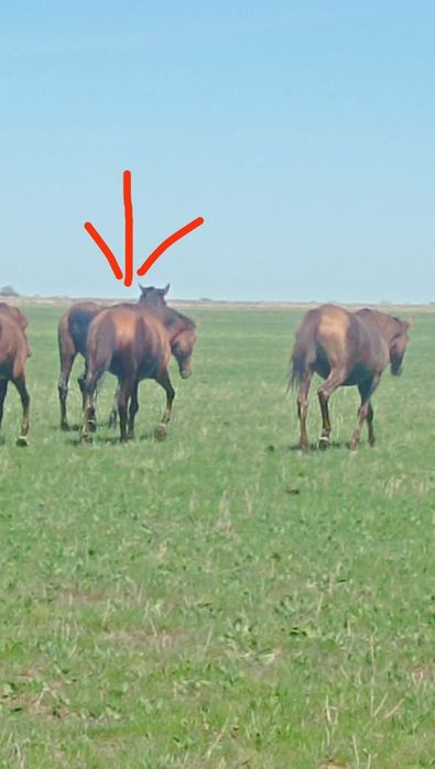 Қысыр бие сатылады