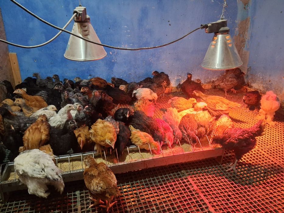 Puișori diferite rase