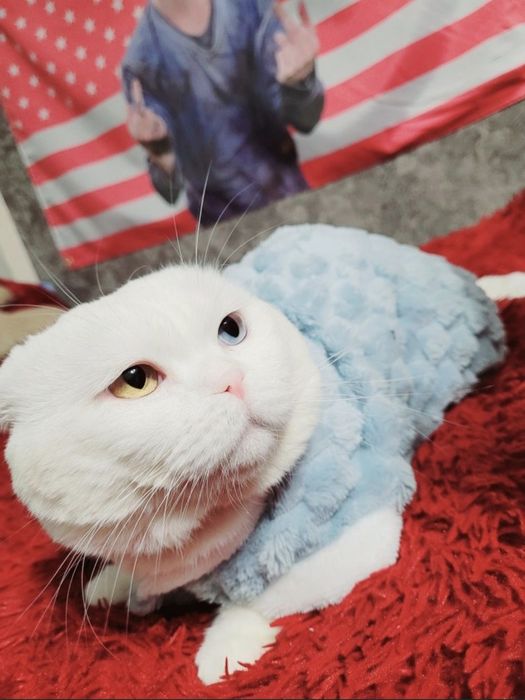 Вязка кот шотландский вислоухий