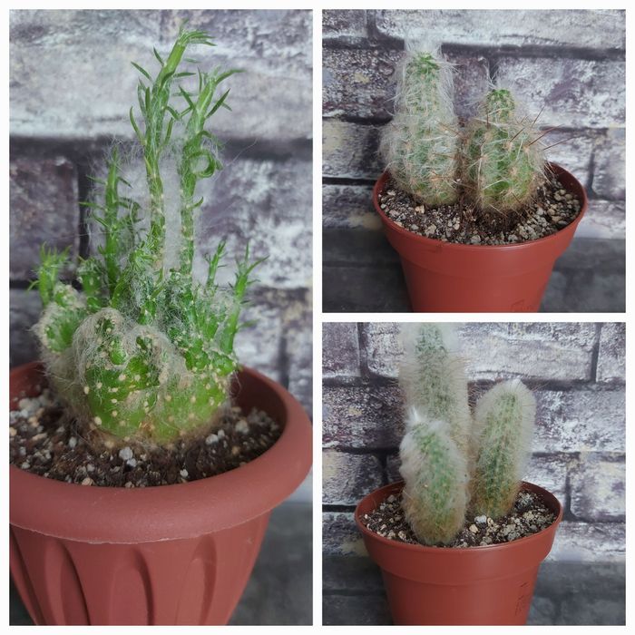 Продам кактусы разные