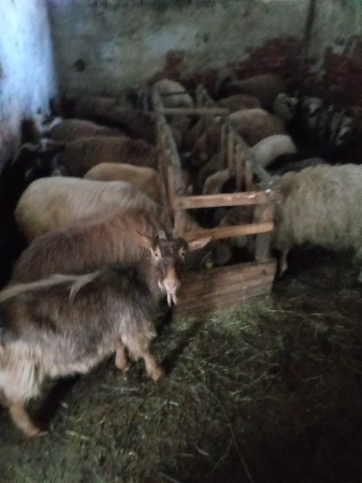 Oi fătătoare de vanzare