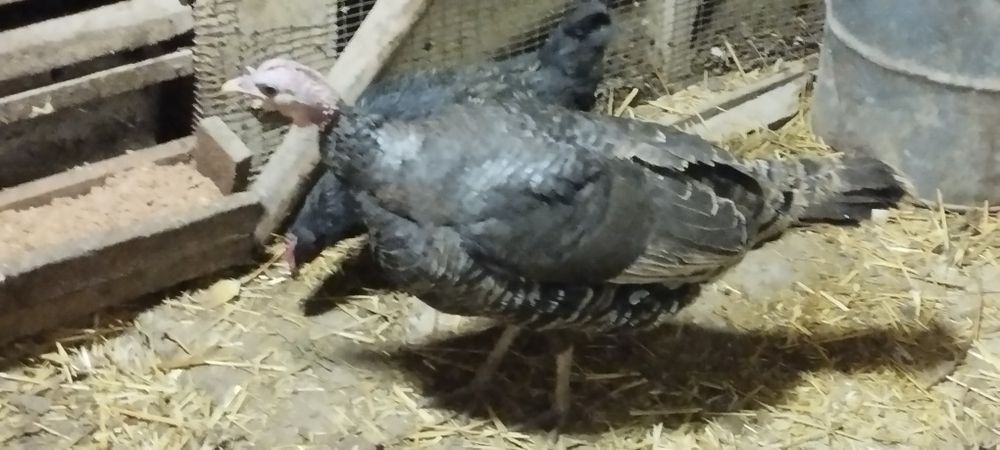 Indyuk furo'shba sotiladi