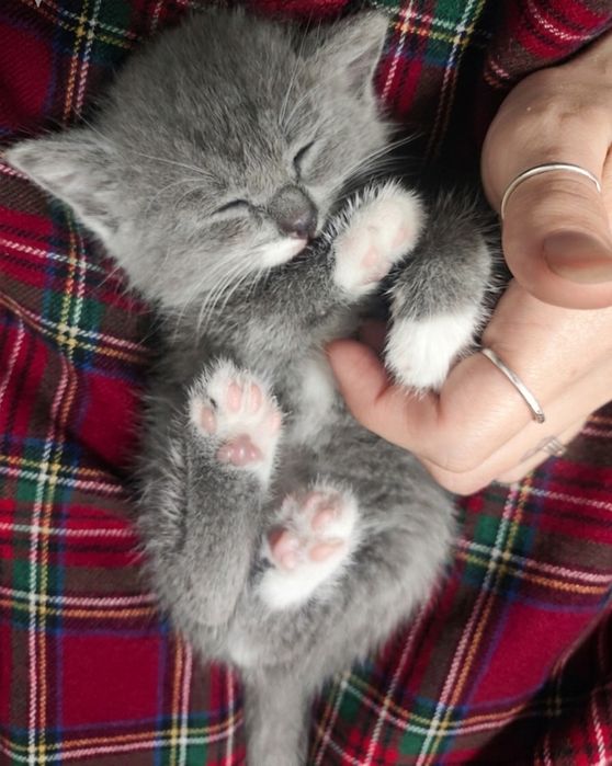 Котёнок в заботливые руки