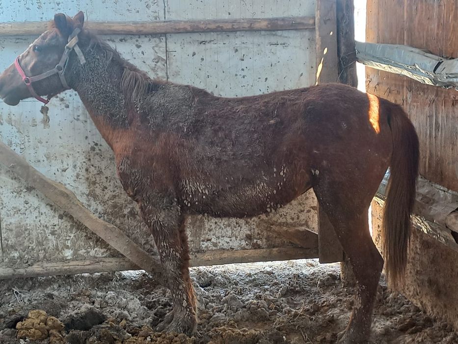 Дөнен бие сатылады