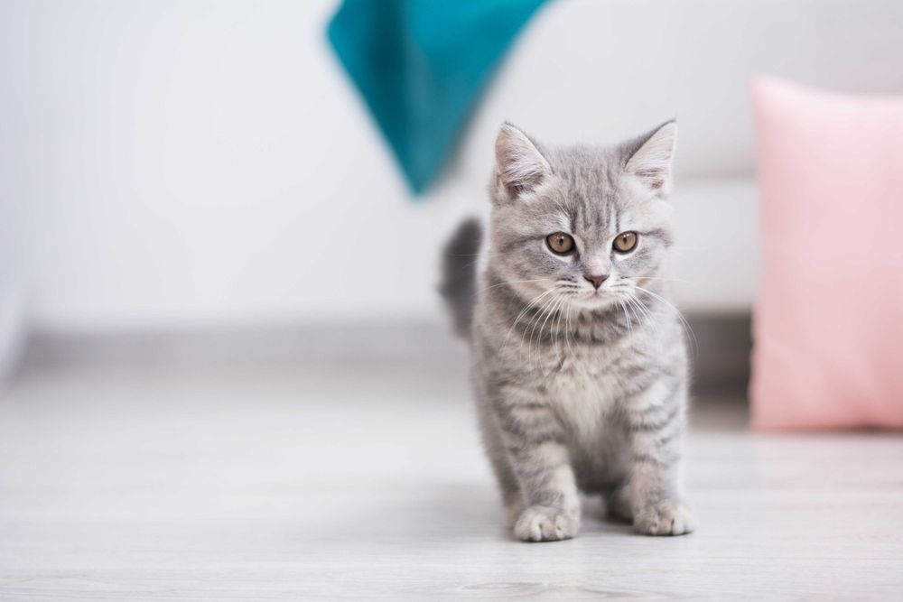 Отдам котят в добрые руки