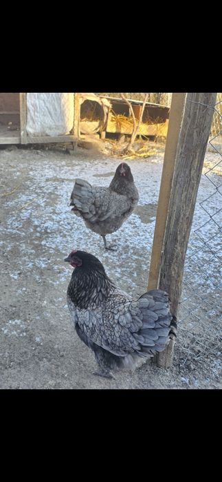 În curând puișori de la păsările din imagini