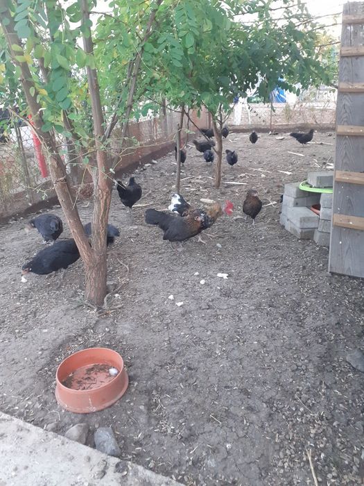 Famili de liliputi