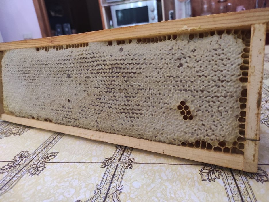Сотовый мёд - мёд в сотах