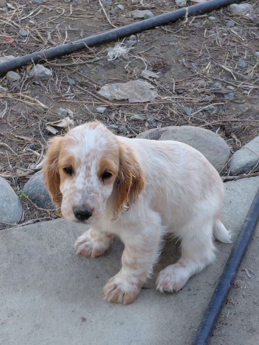 Собаки, щенята, спаниель