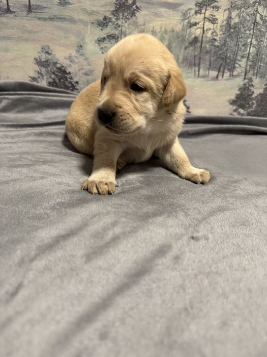 Продам лабрадоров