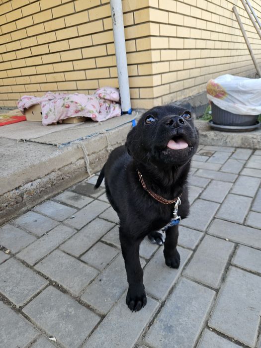 Отдам щенок мальчик